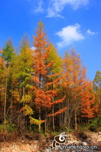 火箭队主力球员在比赛中受伤引发全城关注与温情守望