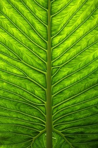 热刺深夜小胜水晶宫，欧冠门票望眼欲穿